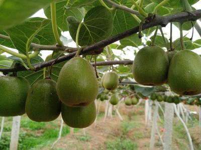 四川綿陽安州區紅心獼猴桃 優質果品，批發價僅5.00元/斤