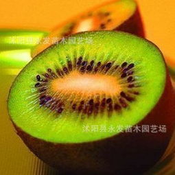 紅陽獼猴桃苗批發(fā)與市場(chǎng)行情全解析